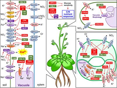 Calcium-Regulated Phosphorylation Systems Controlling Uptake and Balance of Plant Nutrients